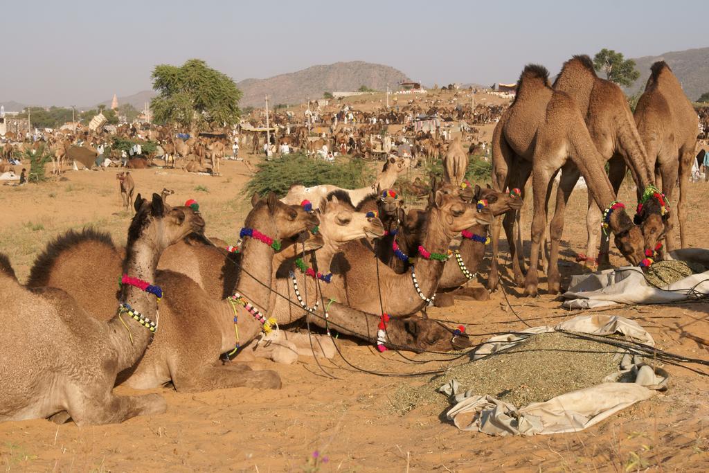 Sajjan Bagh Resort Pushkar Zewnętrze zdjęcie